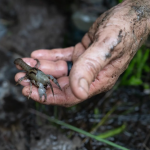 Alabama (Yes, Alabama!) Is an Epic Biodiversity Hotspot Alabama (Yes, Alabama!) Is an Epic Biodiversity Hotspot