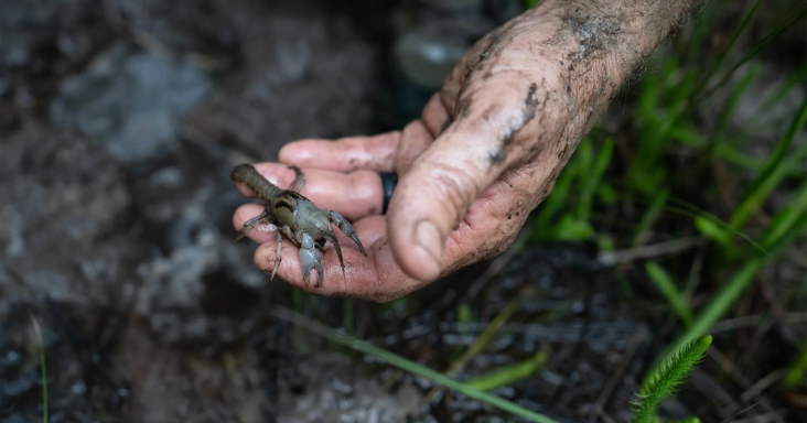 Alabama (Yes, Alabama!) Is an Epic Biodiversity Hotspot