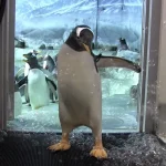 Penguins (Really) Love Bubbles — OK Whatever