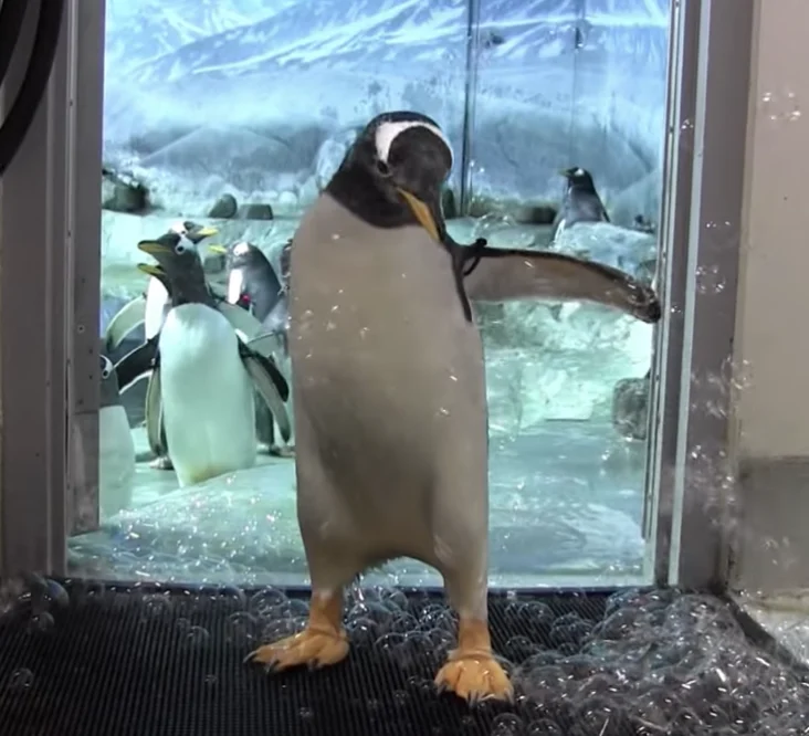 Penguins (Really) Love Bubbles — OK Whatever