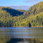 Administration Moves to Open National Forests to Roadbuilding, Drilling, and Logging