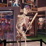 Baseball Hall Of Fame Displays Fossilized Skeleton Of Stan Musial