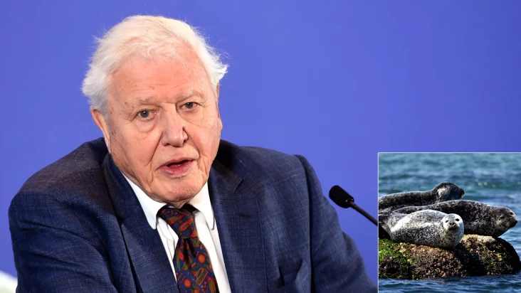 David Attenborough Admits To Exaggerating Wonder Of Seals