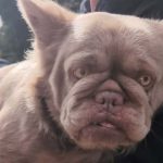 ‘Wtf is that?’: Internet loses it over missing pet – News