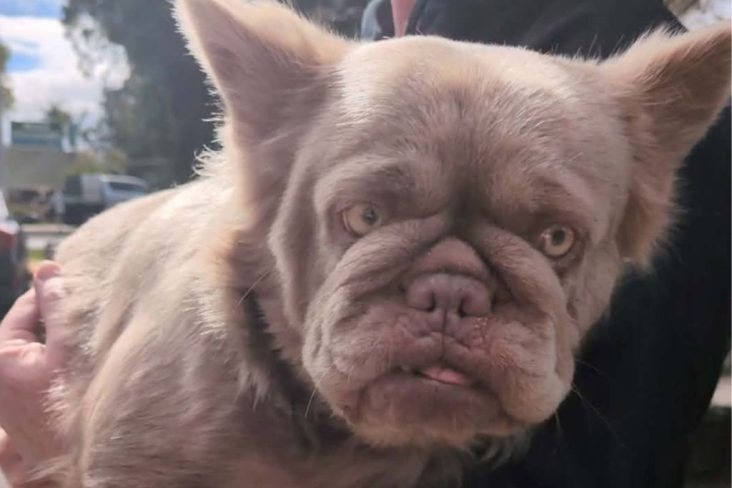 ‘Wtf is that?’: Internet loses it over missing pet – News