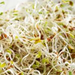E coli and salmonella outbreak tied to alfalfa sprouts sickens 55