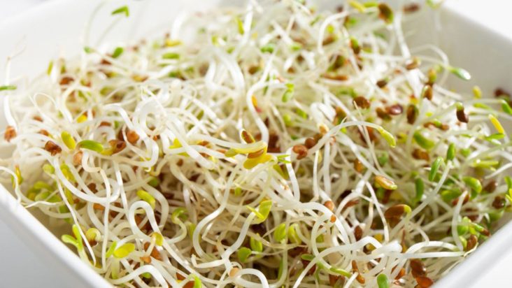 E coli and salmonella outbreak tied to alfalfa sprouts sickens 55 E coli and salmonella outbreak tied to alfalfa sprouts sickens 55