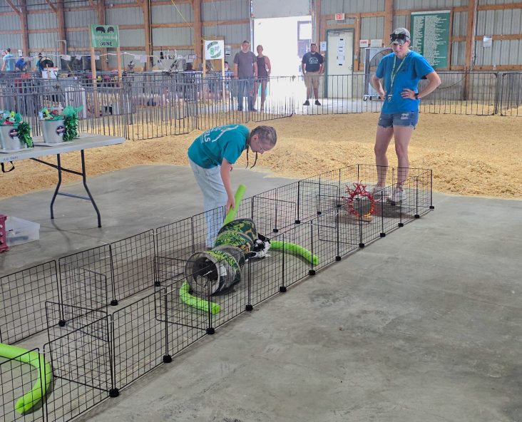 Funny bunny games hop into 5th year at fair –