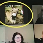 People Are Renting Donkeys & Other Farm Animals To Crash Their Virtual Meetings — OK Whatever