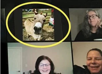 People Are Renting Donkeys & Other Farm Animals To Crash Their Virtual Meetings — OK Whatever